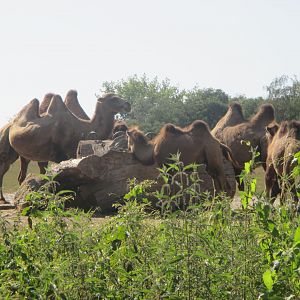 Bactrian camel herd