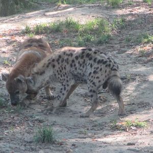 Spotted hyenas