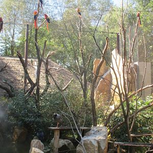 Guayanas- bird aviary