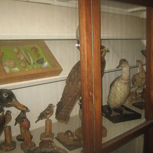 Enghave Dyre- og Naturpark - Taxidermy collection
