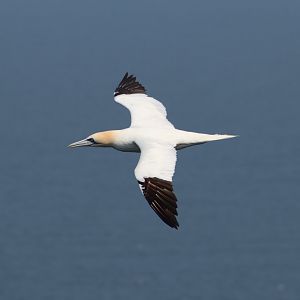 Northern gannet - 26 July 2021, RSPB Bempton Cliffs