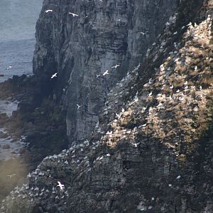 Spot the albatross - 26 July 2021, RSPB Bempton Cliffs