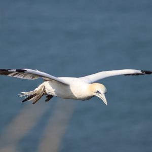 Northern gannet - 26 July 2021, RSPB Bempton Cliffs