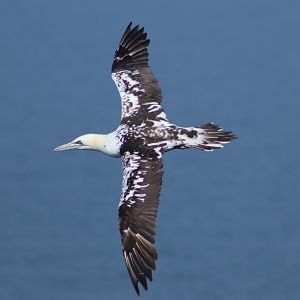 Northern gannet - 26 July 2021, RSPB Bempton Cliffs