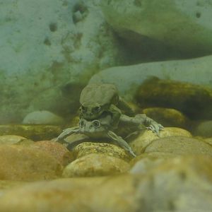 Lake Titicaca water frog, August 2021