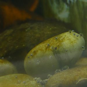 Lake Titicaca water frog spawn, August 2021