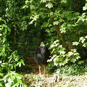 Southern Cassowary, August 2021