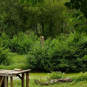 Orangutan islands, August 2021