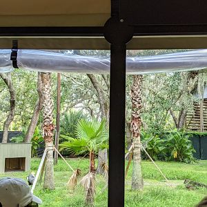 Crowned Cranes (bad picture)