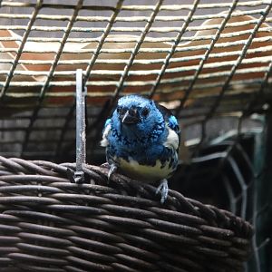 Turquoise tanager