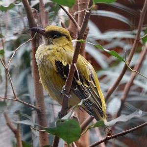 African golden oriole