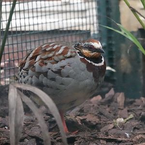 Collared partridge