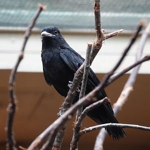 Purple-throated fruitcrow