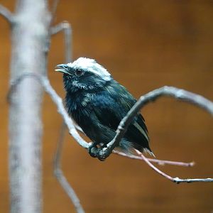 White-crowned manakin