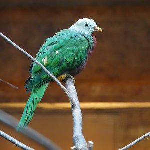 Wompoo fruit-dove