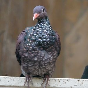 Scaled pigeon
