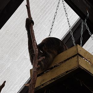 Linnaeus' two-toed sloth
