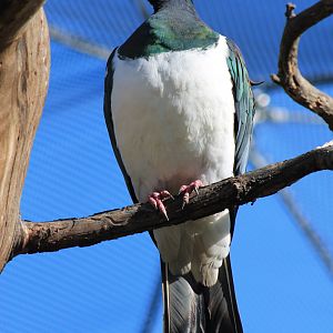 Wildbase Recovery - NZ Pigeon (Hemiphaga novaeseelandiae)