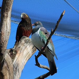 Wildbase Recovery - NZ Pigeon and North Island Kaka
