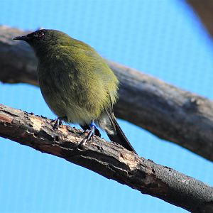 Wildbase Recovery - NZ Bellbird (Anthornis melanura)