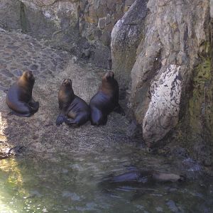 Patagonian sea lion -Parque de la Magdalena (2007)