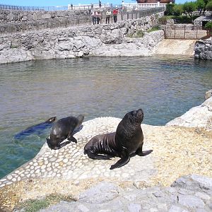 Patagonian sea lion -Parque de la Magdalena (2007)