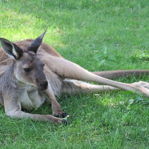 Western grey kangaroo