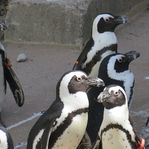 African penguins