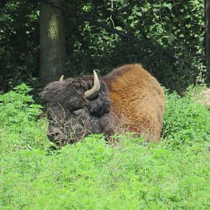 Wood bison