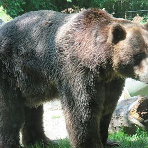 Grizzly bear