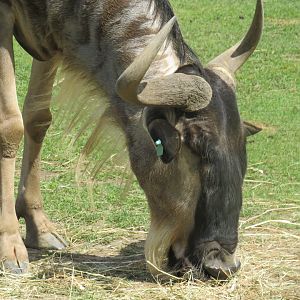 Blue wildebeest