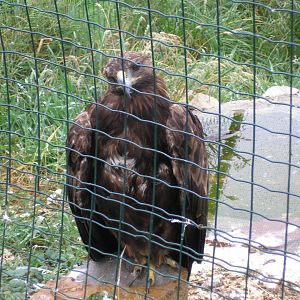 Golden eagle -Zoo Santillana del Mar (2007)