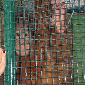 Sumatran orangutan "Juliana" -Zoo Santillana del Mar (2007)