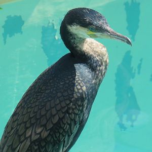 White-breasted cormorant