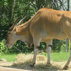 Common eland