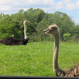 Southern ostriches