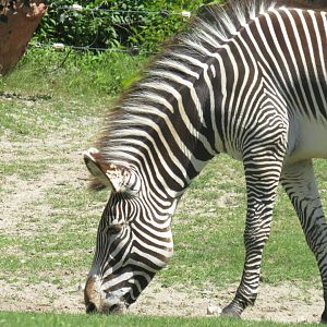 Grevy's zebra