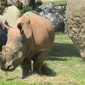 White rhinoceros