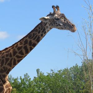 Masai giraffe