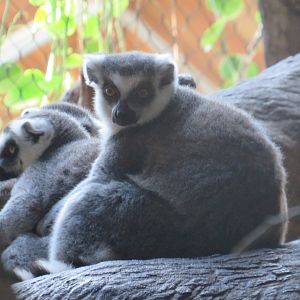Ring-tailed lemurs