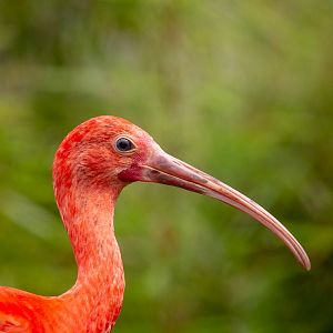 Scarlet ibis : Hamerton : 23 Jul 2021