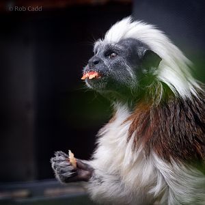 Cotton-top tamarin : Hamerton : 23 Jul 2021