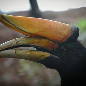 Rhinoceros Hornbill