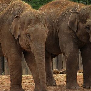 Young Asian Elephants