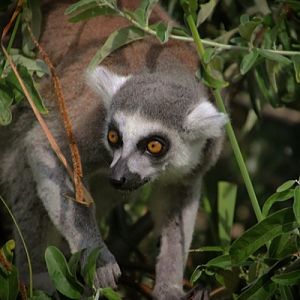 Ring-tailed Lemur