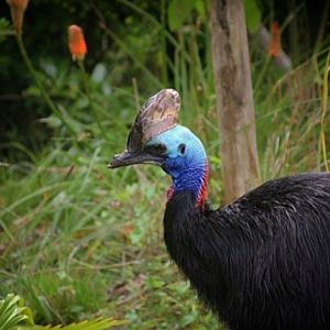 Southern Cassowary