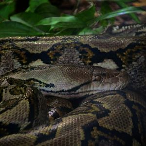 Reticulated Python