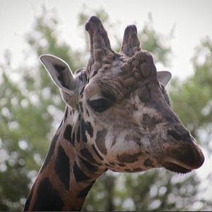 Rothschild's Giraffe