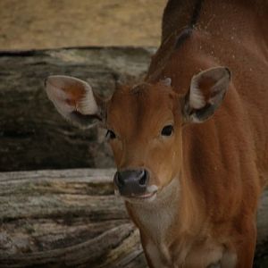 Banteng Calf