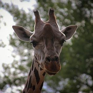Rothschild's Giraffe